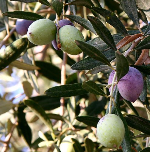 Olive day, la raccolta delle olive con Voi!